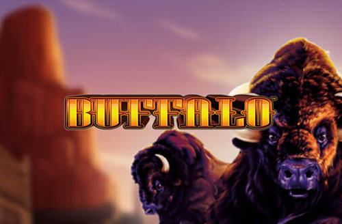 Buffalo